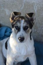 TESA, Hund, Mischlingshund in Rumänien - Bild 2