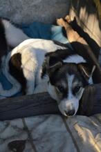 TESA, Hund, Mischlingshund in Rumänien - Bild 3