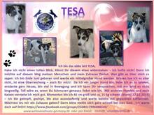 TESA, Hund, Mischlingshund in Rumänien - Bild 4
