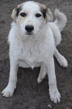 BELA, Hund, Mischlingshund in Rumänien - Bild 1
