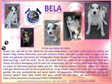 BELA, Hund, Mischlingshund in Rumänien - Bild 2