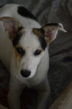 BELA, Hund, Mischlingshund in Rumänien - Bild 4