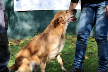 LOVE, Hund, Mischlingshund in Italien - Bild 2