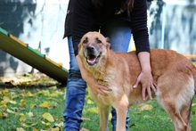 LOVE, Hund, Mischlingshund in Italien - Bild 3