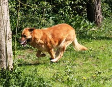 LOVE, Hund, Mischlingshund in Italien - Bild 5