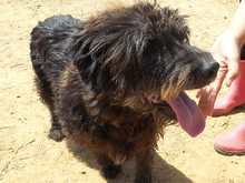HILDE, Hund, Mischlingshund in Spanien - Bild 1