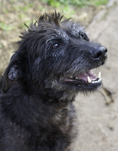 HILDE, Hund, Mischlingshund in Spanien - Bild 4