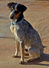 KLETO, Hund, Mischlingshund in Spanien - Bild 4
