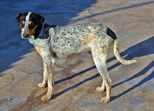 KLETO, Hund, Mischlingshund in Spanien - Bild 5