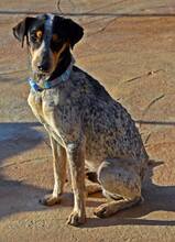 KLETO, Hund, Mischlingshund in Spanien - Bild 6