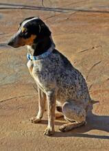 KLETO, Hund, Mischlingshund in Spanien - Bild 7