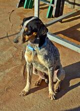 KLETO, Hund, Mischlingshund in Spanien - Bild 8