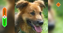 JACK, Hund, Mischlingshund in Ungarn - Bild 1