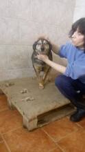 ANJALI, Hund, Mischlingshund in Bulgarien - Bild 1