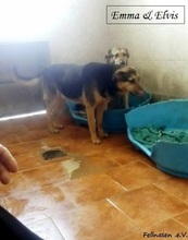 ELVIS, Hund, Deutscher Schäferhund-Mix in Bulgarien - Bild 2