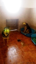 ELVIS, Hund, Deutscher Schäferhund-Mix in Bulgarien - Bild 3