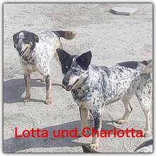 LOTTA, Hund, Pointer-Mix in Mühlacker - Bild 1