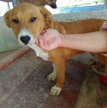 PILUCA, Hund, Mischlingshund in Spanien - Bild 1
