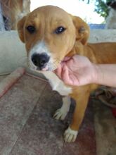 PILUCA, Hund, Mischlingshund in Spanien - Bild 2