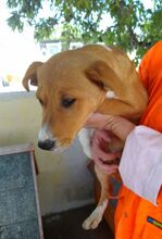 PILUCA, Hund, Mischlingshund in Spanien - Bild 3