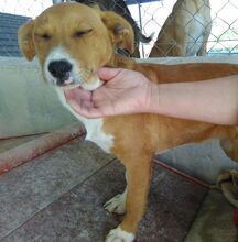 PILUCA, Hund, Mischlingshund in Spanien - Bild 5