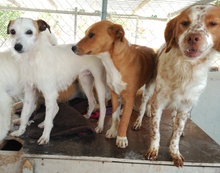 PILUCA, Hund, Mischlingshund in Spanien - Bild 8