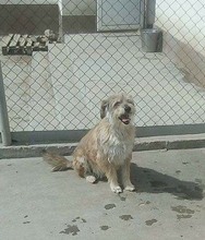 FILOU, Hund, Mischlingshund in Bulgarien - Bild 1