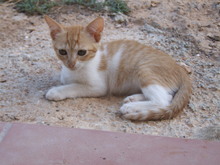 AMY, Katze, Europäisch Kurzhaar in Spanien - Bild 2