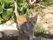 AMY, Katze, Europäisch Kurzhaar in Spanien - Bild 3
