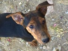 RAYA, Hund, Mischlingshund in Spanien - Bild 1