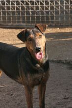 RAYA, Hund, Mischlingshund in Spanien - Bild 3