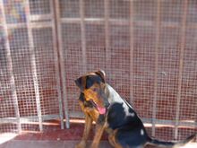 RAYA, Hund, Mischlingshund in Spanien - Bild 4