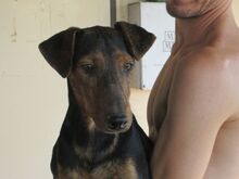 RAYA, Hund, Mischlingshund in Spanien - Bild 5