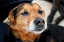 ROBIN, Hund, Mischlingshund in Spanien - Bild 1