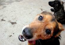 ROBIN, Hund, Mischlingshund in Spanien - Bild 2