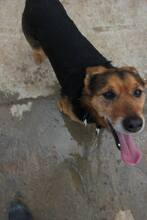 ROBIN, Hund, Mischlingshund in Spanien - Bild 3