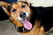 ROBIN, Hund, Mischlingshund in Spanien - Bild 4