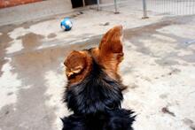 ROBIN, Hund, Mischlingshund in Spanien - Bild 5