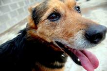 ROBIN, Hund, Mischlingshund in Spanien - Bild 6