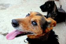 ROBIN, Hund, Mischlingshund in Spanien - Bild 7