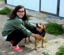 ROBIN, Hund, Mischlingshund in Spanien - Bild 9