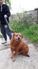 NAYO, Hund, Mischlingshund in Rumänien - Bild 1