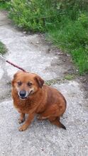 NAYO, Hund, Mischlingshund in Rumänien - Bild 2