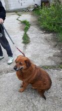 NAYO, Hund, Mischlingshund in Rumänien - Bild 3