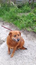 NAYO, Hund, Mischlingshund in Rumänien - Bild 4