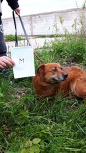 NAYO, Hund, Mischlingshund in Rumänien - Bild 6