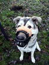 JANNO, Hund, Herdenschutzhund-Mix in Kalbe - Bild 1