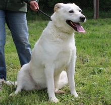 LINDA, Hund, Mischlingshund in Ungarn - Bild 3