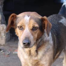DINIS, Hund, Mischlingshund in Portugal - Bild 1