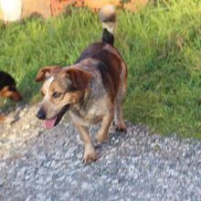 DINIS, Hund, Mischlingshund in Portugal - Bild 11